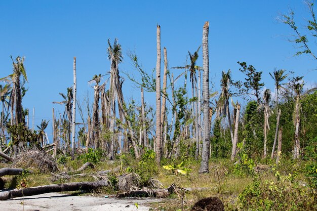 Zdjęcie wyspa malapascua po super tajfunie yolanda haiyan na filipinach z okropnymi zniszczeniami