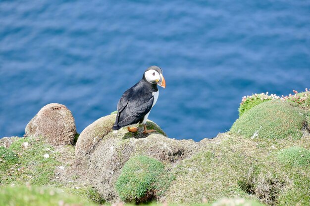 Wyspy Puffin Orkney