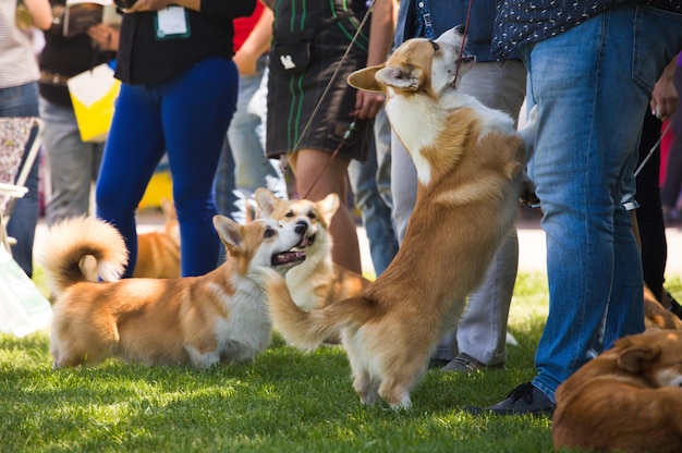 Wystawa psów Corgi