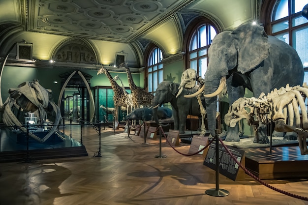 Zdjęcie wystawa zwierząt w muzeum nauki