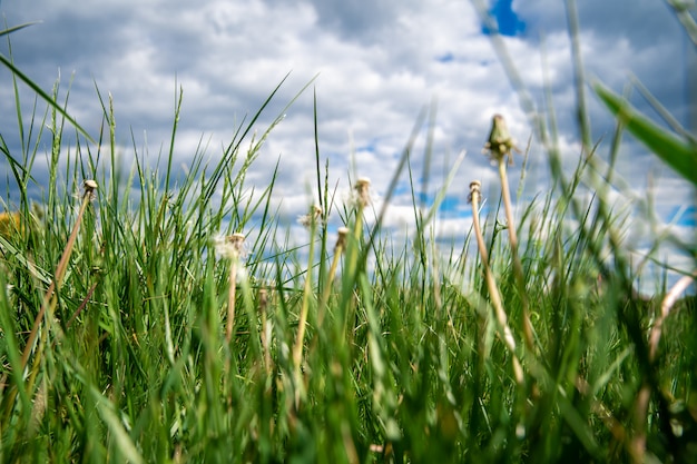 Wystrzeleni Dandelions Na Zielonej łące W Trawie