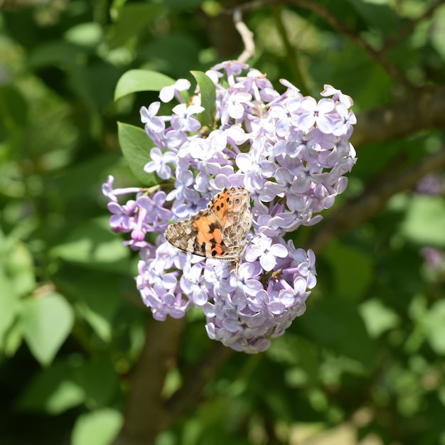 Zdjęcie wysypka motyla na fioletowych kolorach urtikaria motyla