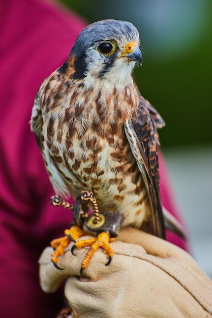 Zdjęcie wyszkolony ptak drapieżny american kestrel spoczywający na skórzanej rękawicy trenera