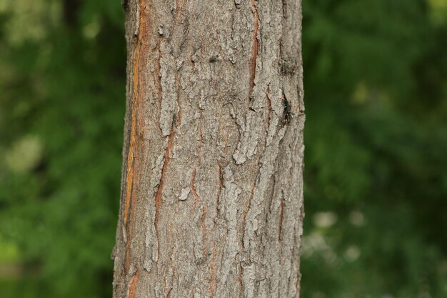 Wytłaczana tekstura brązowej kory drzewa
