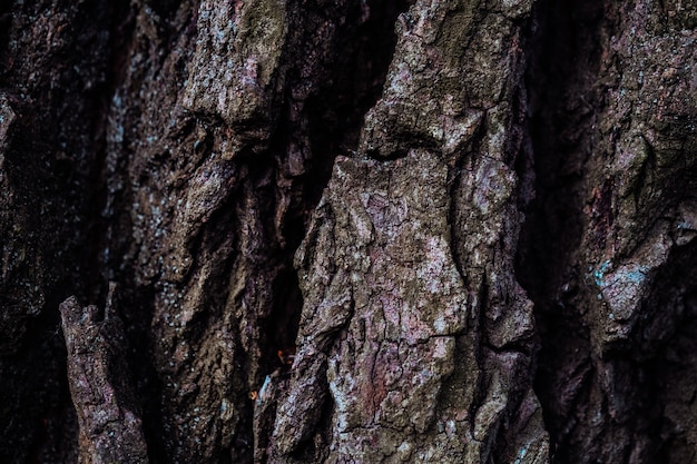 Wytłoczona tekstura brązowej kory drzewa z zielonym mchem i porostami. Rozszerzona okrągła panorama kory dębu. Wzór tekstury kory drzewa, stary pień drewna klonowego jako tło