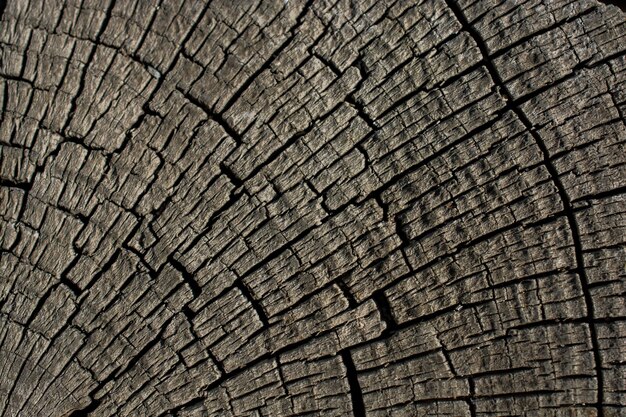 Zdjęcie wytnij powierzchnię pnia drzewa jako teksturę tła