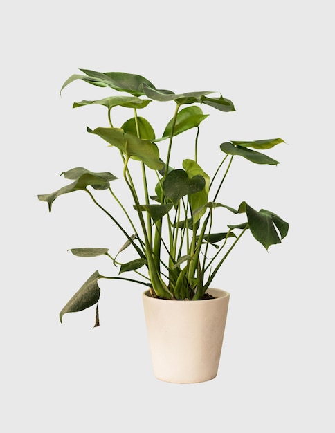 Wytnij roślinę monstera w dekoracji domu w doniczce na białym tle
