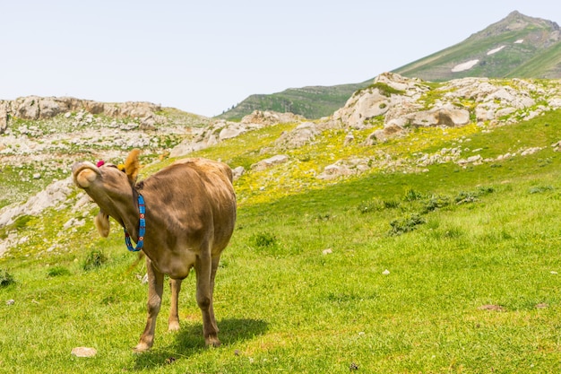 Wyżynna krowa na polu, Artvin, Turcja