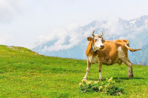 Wyżynna krowa na polu, Artvin, Turcja