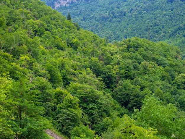 Wzgórza pokryte gęstym lasem Zielone góry Charakter Gruzji