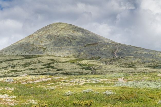 Wzgórza Porośnięte Są żółtym Mchem. Widok Z Krajowej Trasy Turystycznej Rondane, Norwegia