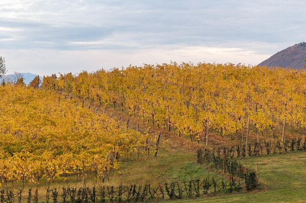 Wzgórza uprawiane winnicami - winnice w regionie wzgórz eugenańskich w Wenecji