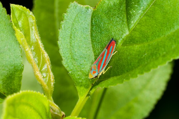 Wzgórza Vadnais, Minnesota. Las Johna H. Allisona. Cukierkowaty Leafhopper, Graphocephala coccinea spoczywający na liściu.