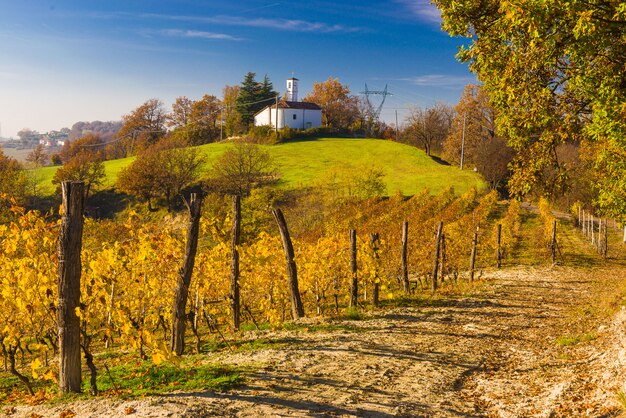 Zdjęcie wzgórza winnic jesienią