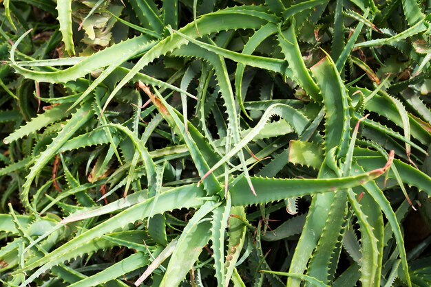 Wzór Aloe Barbadensis lub Aloe Vera