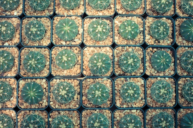 Wzór glinianych garnków kaktus
