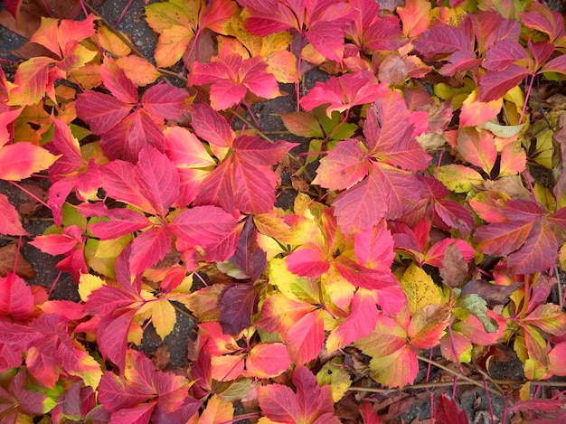 Wzór jesiennych liści o różnych kolorach, czerwonym, pomarańczowym, żółtym, zielonym