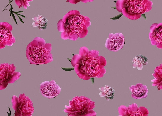 Wzór kwiatowy różowego i białego kwiatu piwonki gałęzie i liście płatki na fioletowym tle Płaski widok z góry Kwiat piwonki z teksturą Bezszwowy wzór kwiatowy do projektowania Zestaw izolowany na fiolecie