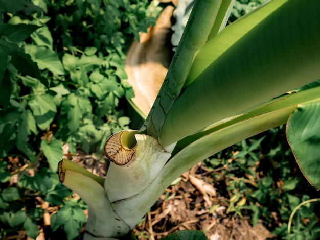 wzór na podstawie liścia bananowca rosnącego na krzaku