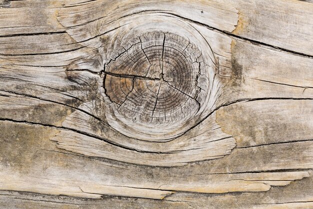 Zdjęcie wzór tekstury drzewa drewna z astrachań