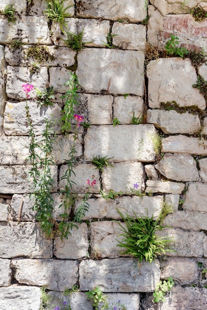 Wzór tekstury Tło stara szara ściana wykonana z naturalnego kamienia z roślinami i mchem