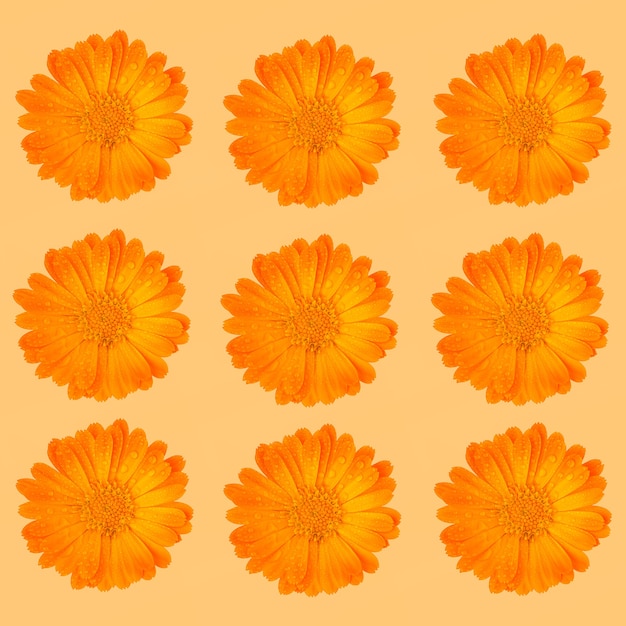 Wzór Z Pomarańczowych Ziół Leczniczych Kwiaty Nagietka Lub Nagietka Z Kropli Wody Na Pomarańczowej Powierzchni