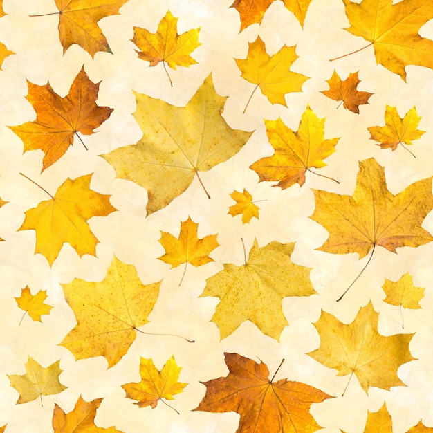 Wzór z suchymi jesiennymi liśćmi Tło z prasowanych liści klonu pomarańczowego