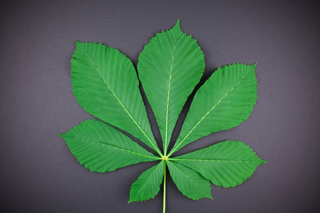 Wzór z świeżymi zielonymi liść kasztanowymi
