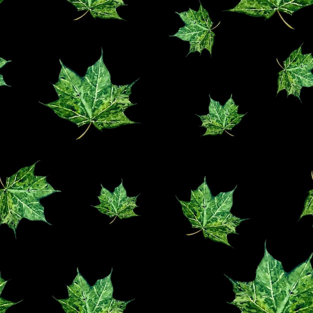 Wzór zielony liść klonu. Ręcznie rysowane akwarela ilustracja. Na białym tle na czarnym tle.