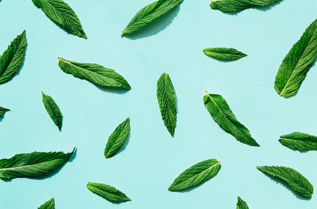 Zdjęcie wzór zielonych liści mięty na niebieskim tle