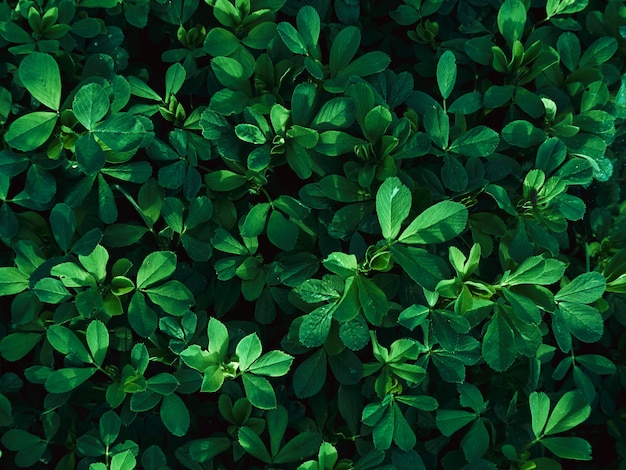 Zdjęcie wzór zielonych liści
