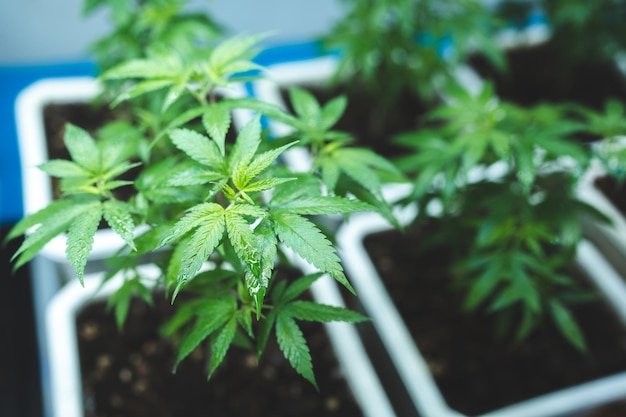 Wzrost liści rośliny marihuany lub ganji w gospodarstwie rolnym uprawa tła marihuany lub marihuany pod względem kultury laboratorium medycznego do używania konopi chwastów do wytwarzania leku ziołowego w medycynie
