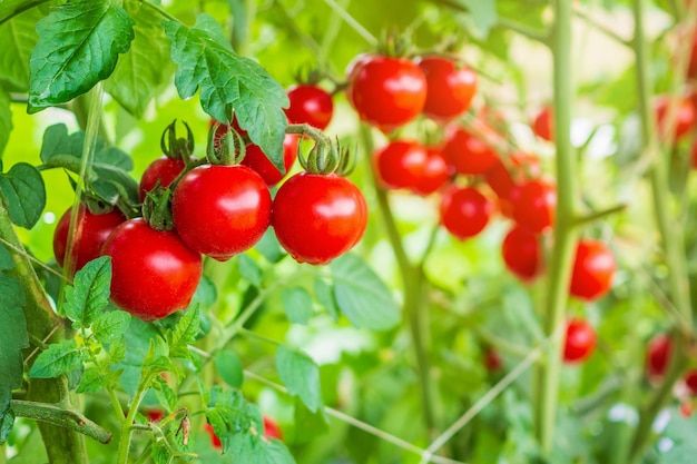 Wzrost roślin świeżych dojrzałych czerwonych pomidorów w ekologicznym ogrodzie szklarniowym gotowym do zbioru