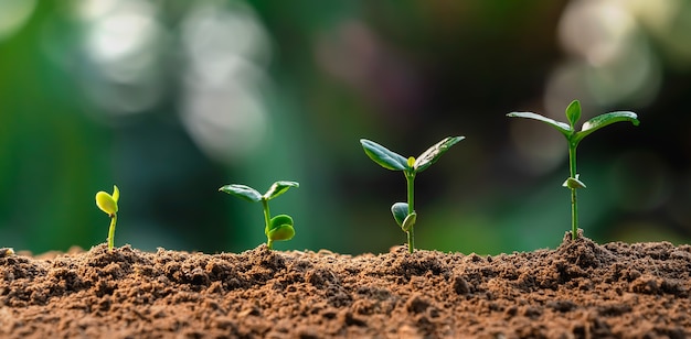Wzrost Roślin W Gospodarstwie Z Zielonym Liściem. Rolnictwo Siew Roślin Koncepcja Krok Wzrostu