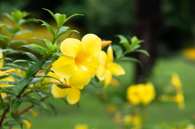 XAŻółta roślina kwitnąca o nazwie Allamanda Allamanda cathartica pochodząca z obu Ameryk