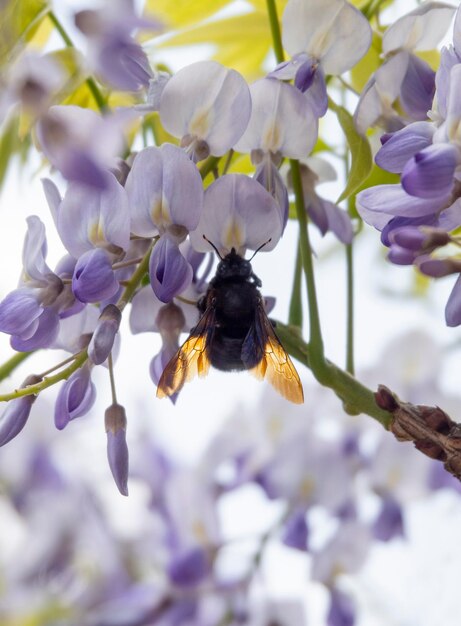 Xylocopa valga i piękny fioletowy kwiat Wisteria Sinensis w słoneczny dzień