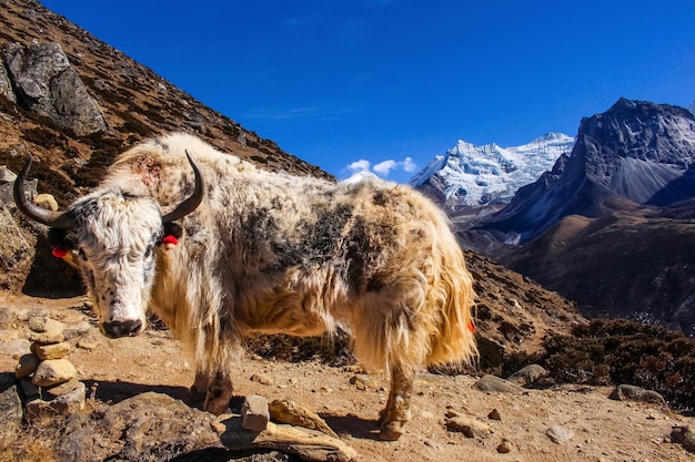 Yak Himalayan Cow widziana podczas Everest Base Camp Trek w Dengboche, Solukhumbu, Nepal