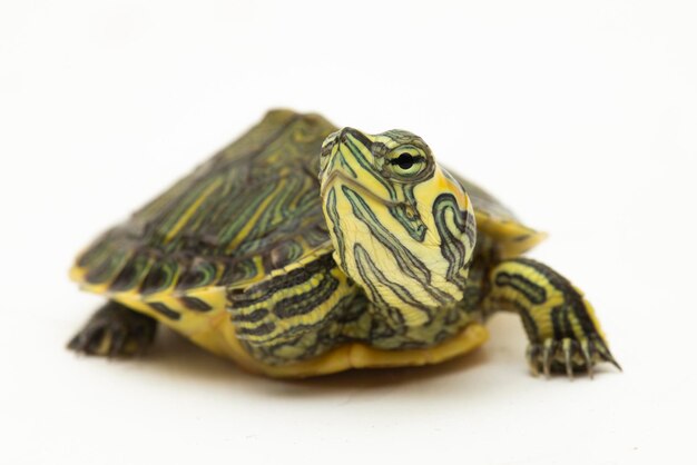 Yellowbellied suwak żółwia Trachemys scripta scripta na białym tle