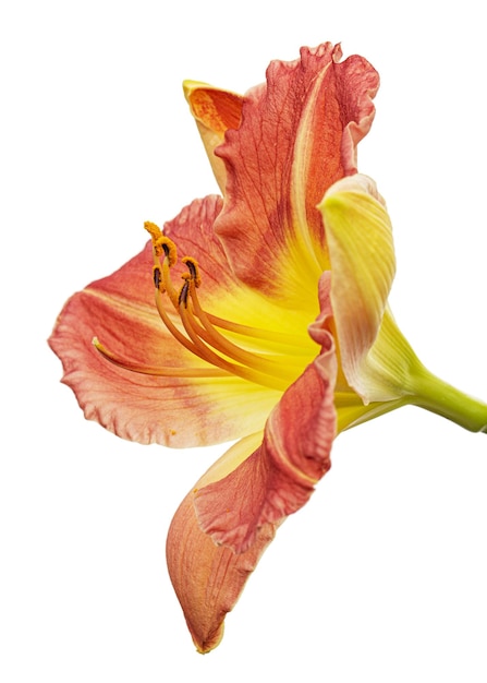 Yellowburgundy kwiat daylily latHemerocallis odizolowywający na białym tle