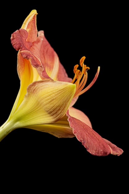 Yellowburgundy kwiat daylily latHemerocallis odizolowywający na czarnym tle