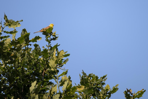 Yellowhammer cieszący się porannym słońcem