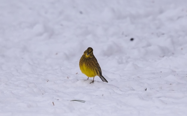 Yellowhammer Emberiza citrinella spacerująca po śniegu