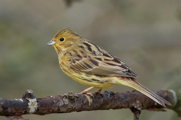 Yellowhammer Emberiza citrinella