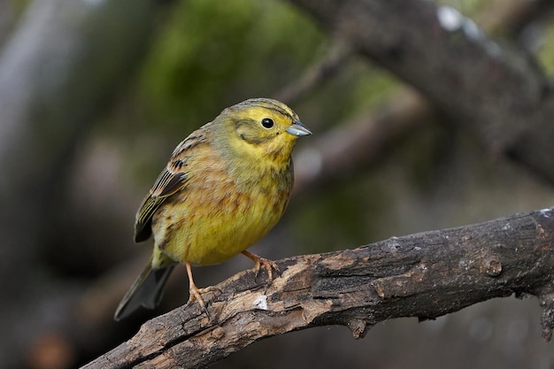 Yellowhammer Emberiza citrinella