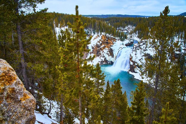 Zdjęcie yellowstone zimą przy oszałamiających niższych spadkach przez sosny