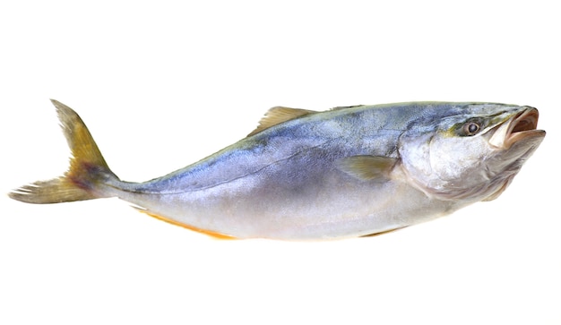 Yellowtai ryb na białym tle (japoński amberjack)