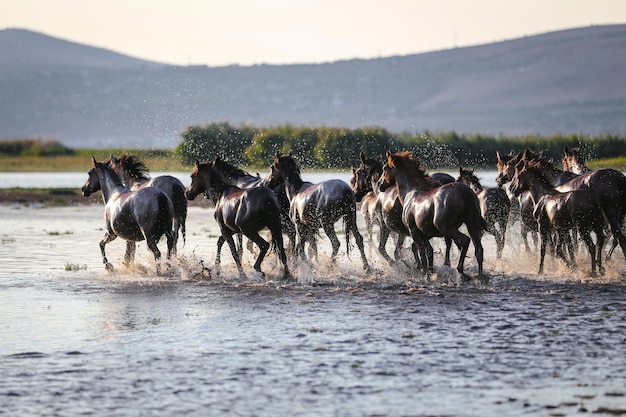 Zdjęcie yilki horses biegnące w wodzie kayseri turcja
