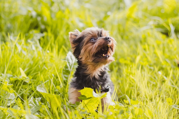 Yokshire Terrier na spacer po trawie