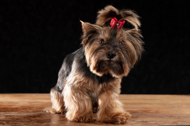 Yorkie terrier w studio na czarnym tle