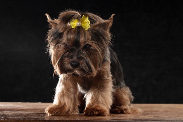 Yorkie terrier w studio na czarnym tle